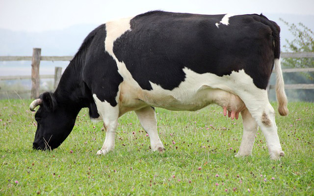 تفسير حلم البقرية رؤية البقرة البيضاء السوداء في المنام